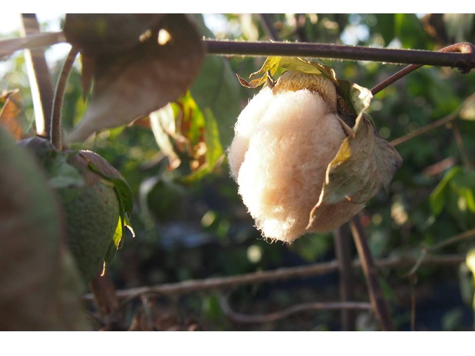 綿花の栽培を通して 農業の再生にひとつの 道筋を示したい 社会課題解決中マップ